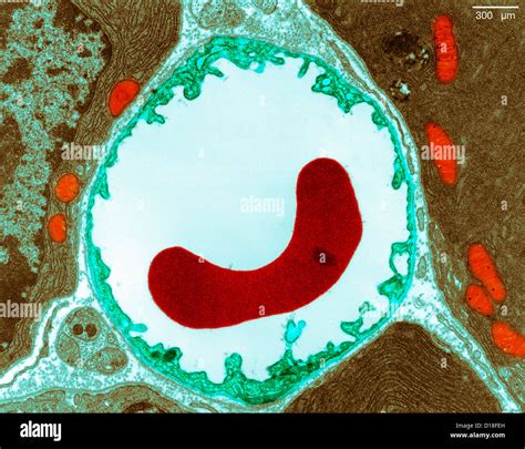 Transmission Electron Micrograph Pancreas Stock Photo Alamy