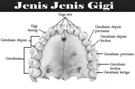 Morfologi Gigi Permanen Sinau