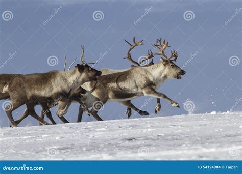 Herd Of Reindeer Running On Tundra Stock Photo Image Of Summer