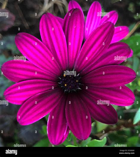Osteospermum 'Deep Purple' Stock Photo - Alamy