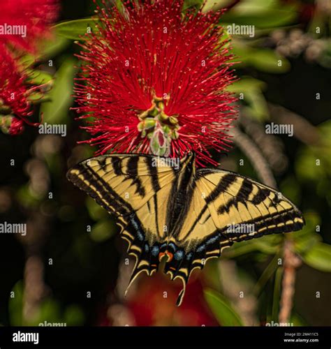 An Anise Swallowtail Butterfly Spreads It S Wings Stock Photo Alamy