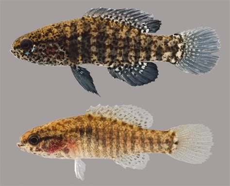 Banded Pygmy Sunfish Discover Fishes