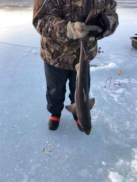 Someone Caught A Shark At My Ice Fishing Spot Ricefishing