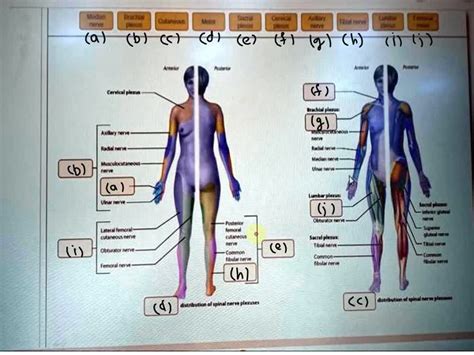 Solved Art Labeling Activity The Distribution Of Spinal Nerve