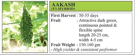 Vnr Aakash Bitter Gourd Hybrid Seeds 50 Gm Cultree India