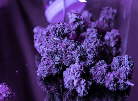 purple haze marijuana strain   depth weed strain guide