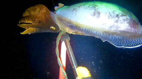 Night Spearfishing Fish Hunting At Nightcuttlefish Monster Spearo