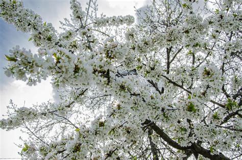 Faixa Horizontal As Flores Sakura De Um Pano De Fundo Ensolarado