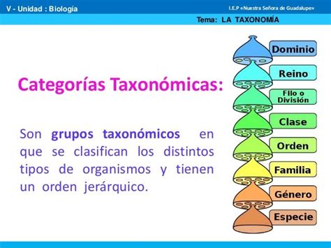 Principios De La Taxonomía