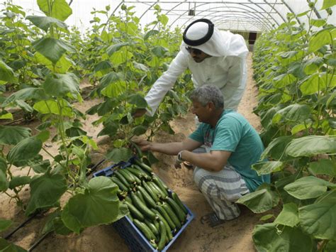 100 Farms To Go Organic In Abu Dhabi Environment Gulf News