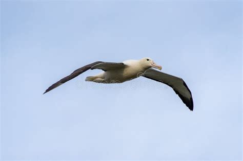 Northern Royal Albatross Stock Photo Image Of Sanfordi 322958484