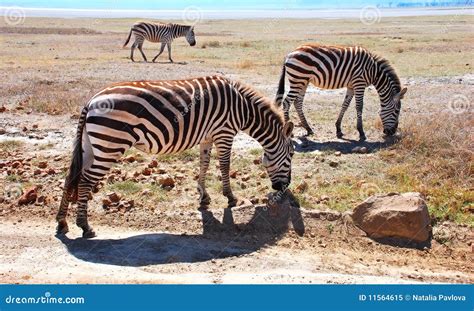 Zebras in Africa stock image. Image of figure, natural - 11564615