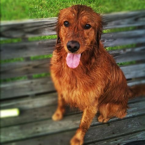 Calimy Beautiful Golden Golden Retriever Retriever Animals