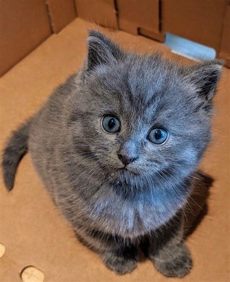 Russian Blue, Persian Cross Kittens | in Shinfield, Berkshire | Gumtree