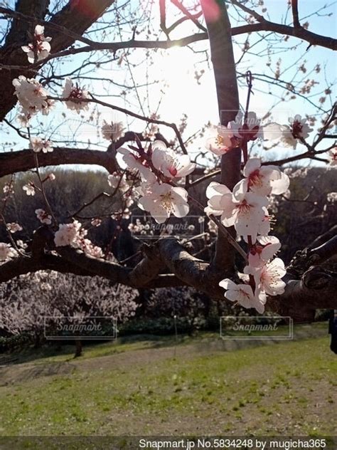 春の訪れを告げる梅の花の写真・画像素材 5834248 Snapmart（スナップマート）