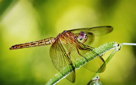 1680x1050 Dragonfly Wings Insect Wallpaper Coolwallpapers Me