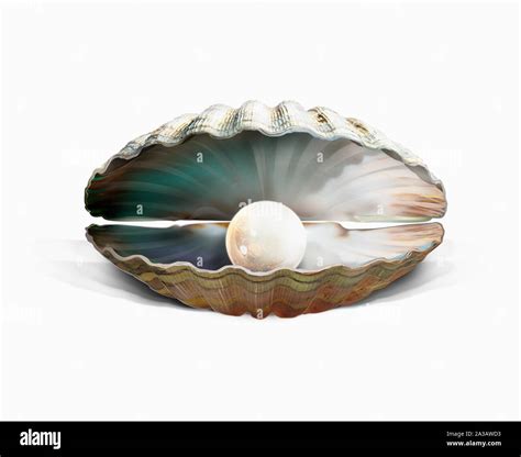 Pearl Oyster Shell