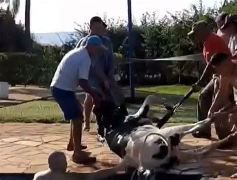 VÍDEO vaca cai em piscina e é resgatada pelo Corpo de Bombeiros em