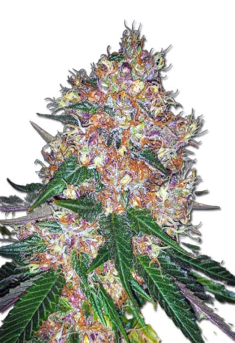 Pink Runtz Strain Autoflowering Cannabis Seeds Rocket Seeds