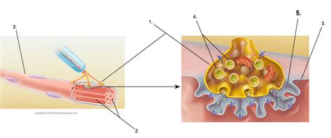 Neuromuscular Junction Diagram Quizlet