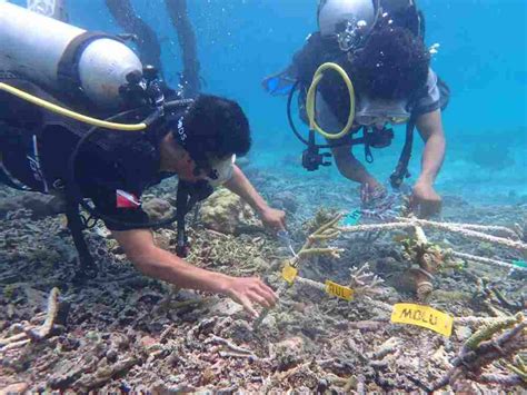 Lestarikan Ekosistem KKP Kembangkan Program Adopsi Karang