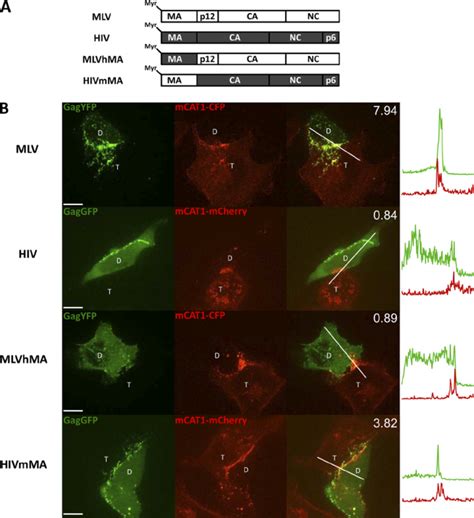 Mlv Matrix Confers Polarized Assembly To Hiv A Wild Type And