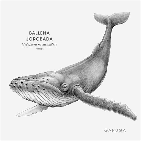 Ballena Jorobada Megaptera Novaeangliae GARUGA