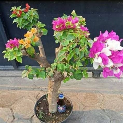 Jual Tanaman Bibit Bonsai Bunga Bougenville SGP Singapur Banyak Warna