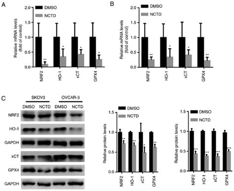 Nctd Suppresses Nrf2ho 1 Signaling In Ovarian Cancer Cells Skov3 And