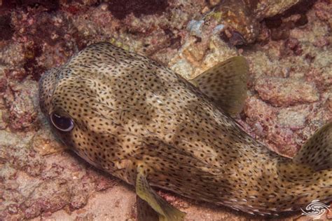 Spot Fin Porcupinefish Facts And Photographs Seaunseen