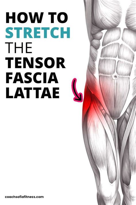 Effective Tfl Muscle Release Technique Artofit