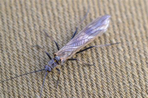 Willowflyearly Brownblack Stonefly Selected Aquatic Insects Of Massachusetts · Inaturalist