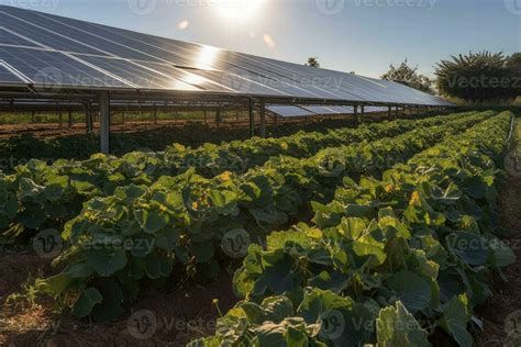 Farm with solar panels. Sustainable farming, crop growth under solar