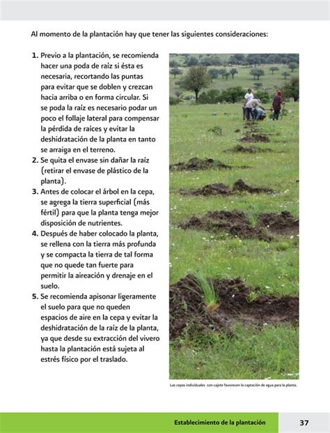 Manual Practicas De Reforestacion Pdf