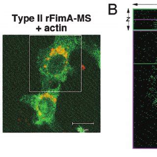 Induction Of A CpxAR Mediated Extracytoplasmic Stress Response In E