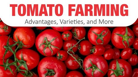 Tomato Farming Advantages Varieties And More Khetigaadi Blog