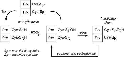 The Catalytic Cycle Of C Cys Eukaryotic Prxs A When Exposed To H2O2