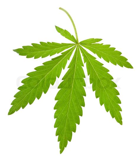 hemp leaf isolated | Stock image | Colourbox