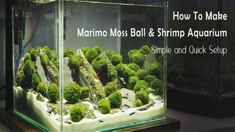 How To Make Marimo Moss Ball And Shrimp Aquarium Simple And Quick Setup