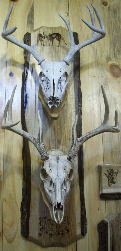 Skulls Deer Skull Mount Deer Hunting Decor Deer Hunting