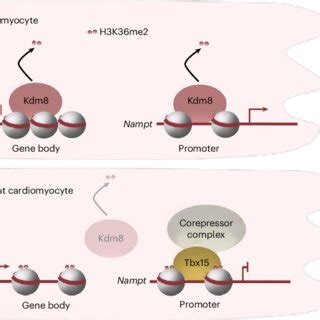 Schematic Of The Function Of Kdm In Cardiac Metabolism Control In