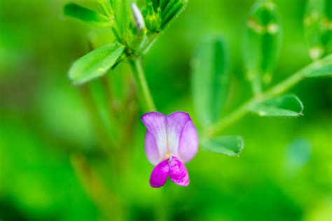 Wickenarten Entdecken Vielfalt Bedeutung F R Den Garten