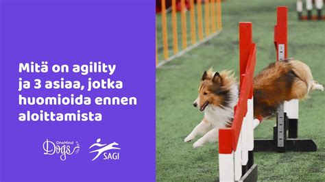 Webinaari Mit On Agility Ja Asiaa Jotka Huomioida Ennen