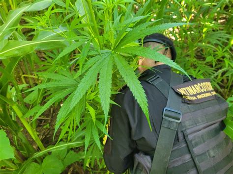 Erradican Arbustos De Hoja De Coca Y Matas De Marihuana Valoradas En