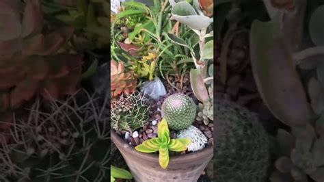 My Succulent And Cacti Arrangement Succulent Succulentlove Cactus Cactusgarden Cactuslove