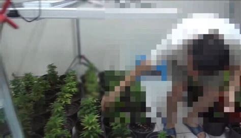 無業男租透天厝自學種「矮種大麻」 警抄207株市價破1200萬 社會 自由時報電子報