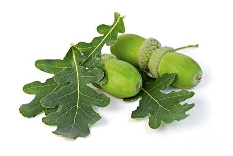 Acorns With Oak Leaves Photograph by Elena Elisseeva