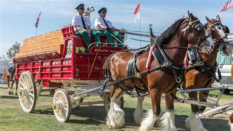 Budweisers Clydesdale Team May Be Growing New Colt Born