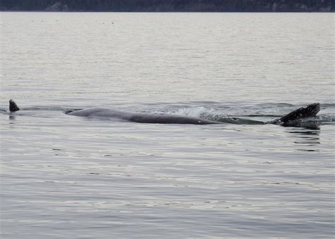 Gray whale feeding in front of my house today : r/Seattle