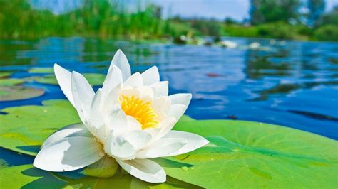 Lotus Flower Wallpapers - Wallpaper Cave